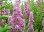 foto I fiori da giardino Di Velo Da Sposa, Spirea, Steeplebush (Spiraea), lilla