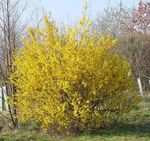 Foto Have Blomster Forsythia , gul
