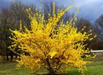 φωτογραφία Λουλούδια κήπου Θάμνος Με Κίτρινα Φυλλοειδή Άνθη (Forsythia), κίτρινος