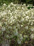 Photo Garden Flowers Witch alder, Fothergilla , white
