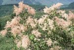Foto Gartenblumen Creme Busch, Gischt (Holodiscus), rosa