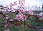 照 园林花卉 鸟樱桃，樱桃李 (Prunus Padus), 粉红色
