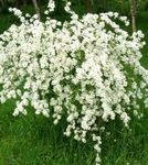 Foto Flores de jardín Arbusto Perla (Exochorda), blanco
