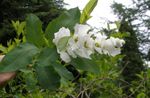 Foto Flores de jardín Arbusto Perla (Exochorda), blanco