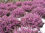 სურათი ბაღის ყვავილები შოტლანდიელები Heath, ზამთრის Heath (Erica), ვარდისფერი