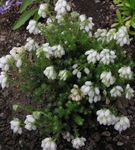 სურათი ბაღის ყვავილები შოტლანდიელები Heath, ზამთრის Heath (Erica), თეთრი