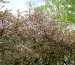 Foto Flores de jardín Ornamental Manzana (Malus), rosa