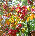 Foto Flores de jardín Ornamental Manzana (Malus), vinoso