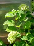 fénykép Kerti Virágok Sima Hortenzia, Vad Hortenzia, Sevenbark (Hydrangea arborescens), zöld