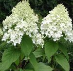 fotografie Gradina Flori Panicul Hortensie, Hortensii Copac (Hydrangea paniculata), alb