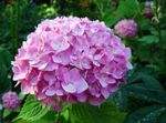 照 常见的绣球花，大叶绣球，绣球法国 (Hydrangea hortensis), 粉红色
