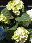 fénykép Kerti Virágok Közös Hortenzia, Bigleaf Hortenzia, Francia Hortenzia (Hydrangea hortensis), zöld