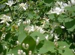 fotografie Záhradné kvety Tatarian Zimolez (Lonicera tatarica), biely