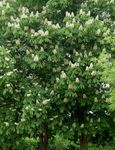 foto I fiori da giardino Ippocastano, Albero Conker (Aesculus hippocastanum), bianco