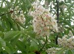 foto I fiori da giardino Ippocastano, Albero Conker (Aesculus hippocastanum), bianco
