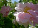 Photo bláthanna gairdín Rosa , bándearg