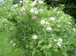 Foto Gartenblumen Rosa , rosa