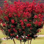 Foto Dārza Ziedi Kreps Mirtes, Kreps Miršu (Lagerstroemia indica), sarkans