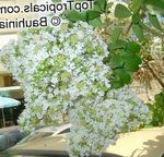 Foto Dārza Ziedi Kreps Mirtes, Kreps Miršu (Lagerstroemia indica), ceriņi