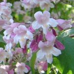 სურათი ბაღის ყვავილები სილამაზის Berry (Callicarpa), ვარდისფერი