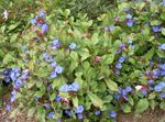 fotografija Vrtno Cvetje Leadwort, Hardy Blue Plumbago (Ceratostigma), modra
