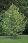 Foto Gartenblumen Taubenbaum, Geisterbaum, Taschentuch-Baum (Davidia involucrata), weiß
