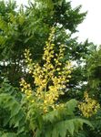 kuva Puutarhakukat Kultainen Sade Puu, Panicled Goldenraintree (Koelreuteria paniculata), keltainen