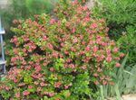 Photo bláthanna gairdín Escallonia (Escallonia macrantha), bándearg