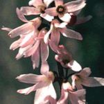 Photo bláthanna gairdín Forsythia Bán, Korean Abelia (Abeliophyllum distichum), bándearg