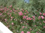 fotografie Zahradní květiny Oleandr (Nerium oleander), růžový