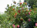 Nuotrauka Sodo Gėlės Šepečiai Ir Butelių (Callistemon), raudonas
