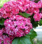 Foto Flores de jardín Midland Espino (Crataegus), rosa