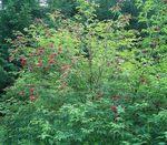 Photo les fleurs du jardin Sureau, Sureau Rouge-Berried (Sambucus), rouge