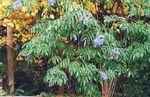 foto Tuin Bloemen Gemeenschappelijke Ouderling, Rood-Berried Elder (Sambucus), light blue