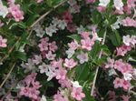 სურათი ბაღის ყვავილები Weigela , ვარდისფერი
