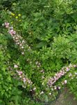 Photo bláthanna gairdín Grandulosa Cerasus (Cerasus grandulosa), bándearg