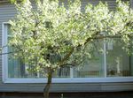 Photo Garden Flowers Sour Cherry, Pie Cherry (Cerasus vulgaris, Prunus cerasus), white
