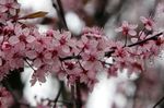 Foto Gartenblumen Sauerkirschen, Kirschkuchen (Cerasus vulgaris, Prunus cerasus), rosa