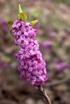 foto Flores do Jardim Urze (Daphne), lilás