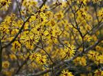 Фото Садовые Цветы Гамамелис весенний (Волшебный орех, Зимоцвет) (Hamamelis vernalis), желтый