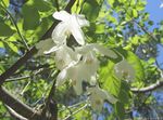 foto I fiori da giardino Silverbell, Albero Bucaneve,  (Halesia), bianco