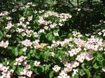 Photo les fleurs du jardin Kousa Cornouiller, Le Cornouiller Chinois, Le Cornouiller Japanese (Cornus-kousa), blanc