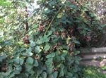 Photo bláthanna gairdín Sméar Dubh, Driseacha (Rubus fruticosus), bán