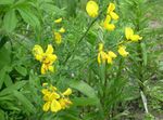 Foto Have Blomster Skotsk Gyvel, Broomtops, Almindelig Gyvel, Europæiske Kost, Irsk Kost (Sarothamnus), gul