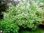 fotoğraf Bahçe Çiçekleri Sahte Turuncu (Philadelphus), beyaz