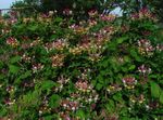 foto Tuin Bloemen Gemeenschappelijke Kamperfoelie (Lonicera-periclymenum), burgundy