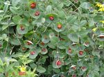 Photo les fleurs du jardin Chèvrefeuille Vigne Jaune (Lonicera prolifera), rouge