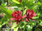 fotoğraf Bahçe Çiçekleri Tatlı Çalı, Carolina Yenibahar, Çilek Çalı, Bubby Çalı, Tatlı Betsy (Calycanthus), kırmızı