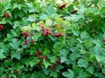 Fil Trädgårdsblommor European Cranberry Viburnum, Europé Snöbollsbuske, Guelder Rose , vit