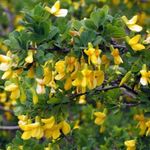 Foto Flores de jardín Peashrub (Caragana), amarillo